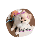 加藤家のぽんちゃん（個別スタンプ：8）