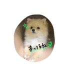 加藤家のぽんちゃん（個別スタンプ：10）