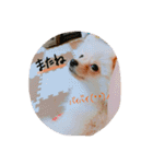 加藤家のぽんちゃん（個別スタンプ：13）