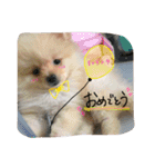 加藤家のぽんちゃん（個別スタンプ：14）