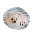 加藤家のぽんちゃん（個別スタンプ：16）