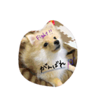 加藤家のぽんちゃん（個別スタンプ：19）