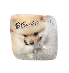 加藤家のぽんちゃん（個別スタンプ：21）