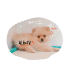 加藤家のぽんちゃん（個別スタンプ：22）
