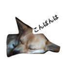 鹿児島弁の犬（個別スタンプ：3）