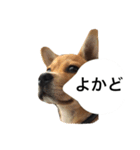 鹿児島弁の犬（個別スタンプ：6）