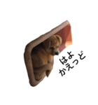 鹿児島弁の犬（個別スタンプ：13）