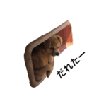 鹿児島弁の犬（個別スタンプ：14）