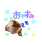 モルちゃんズ（個別スタンプ：8）