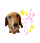 愛犬らむちゃん-ミニチュアダックスフンド-（個別スタンプ：5）