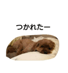 dogs of my house.（個別スタンプ：5）