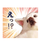ひーたんすたんぷ（個別スタンプ：1）