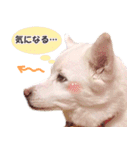 ひーたんすたんぷ（個別スタンプ：2）
