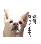 ひーたんすたんぷ（個別スタンプ：5）