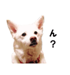 ひーたんすたんぷ（個別スタンプ：6）