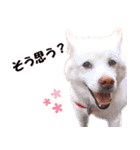 ひーたんすたんぷ（個別スタンプ：7）
