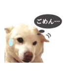 ひーたんすたんぷ（個別スタンプ：10）