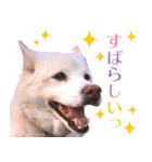 ひーたんすたんぷ（個別スタンプ：19）