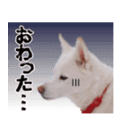 ひーたんすたんぷ（個別スタンプ：20）