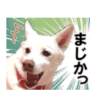 ひーたんすたんぷ（個別スタンプ：25）