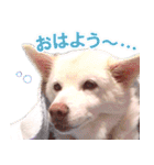 ひーたんすたんぷ（個別スタンプ：28）