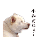 ひーたんすたんぷ（個別スタンプ：29）