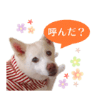 ひーたんすたんぷ（個別スタンプ：30）