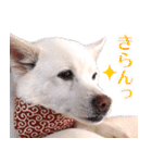 ひーたんすたんぷ（個別スタンプ：31）