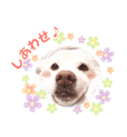 ひーたんすたんぷ（個別スタンプ：32）