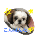 シーズーメイの日常会話（個別スタンプ：2）