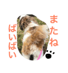 シーズーメイの日常会話（個別スタンプ：4）