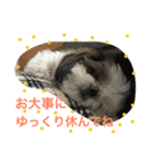 シーズーメイの日常会話（個別スタンプ：6）