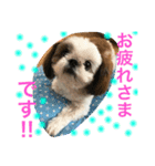 シーズーメイの日常会話（個別スタンプ：9）