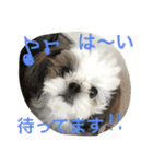 シーズーメイの日常会話（個別スタンプ：15）