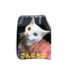 Max Maya（個別スタンプ：1）
