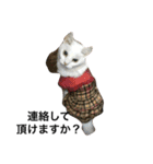 Max Maya（個別スタンプ：11）