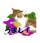 【ねこ10月】（個別スタンプ：13）