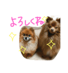 我が家のワンコたちpart2（個別スタンプ：3）