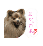 我が家のワンコたちpart2（個別スタンプ：8）