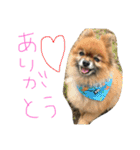 我が家のワンコたちpart2（個別スタンプ：10）