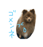 我が家のワンコたちpart2（個別スタンプ：11）