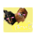 我が家のワンコたちpart2（個別スタンプ：13）