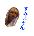 くるみとナッツ 2（個別スタンプ：8）
