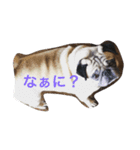 パグのぷうちゃん1（個別スタンプ：2）