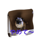パグのぷうちゃん1（個別スタンプ：5）