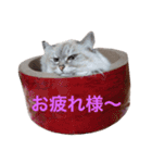 ラム's stamp（個別スタンプ：9）