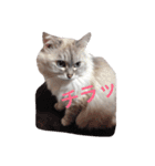 ラム's stamp（個別スタンプ：11）