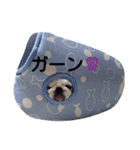 ペキニーズもっちぃ（個別スタンプ：1）