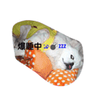ペキニーズもっちぃ（個別スタンプ：6）