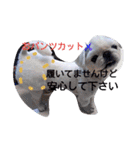 ペキニーズもっちぃ（個別スタンプ：9）